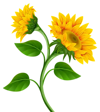 two yellow sunflowers with green leaves