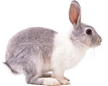 a gray and white rabbit on a white background