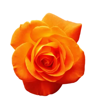 a single orange rose on a white background