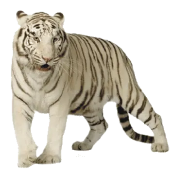 a white tiger is standing on the ground