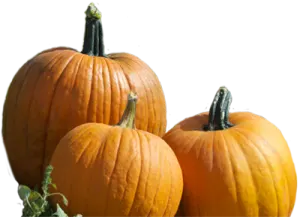 three small orange pumpkins on a white background