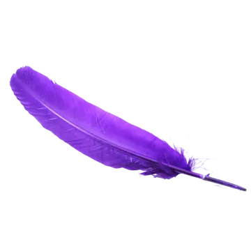 a purple feather on a white background