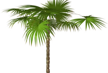 a palm tree on a white background