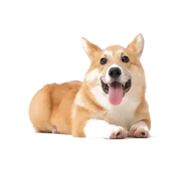 a small dog laying down with its tongue out