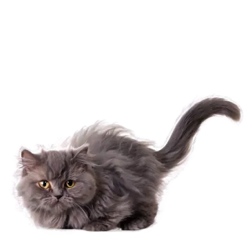 a gray cat with long hair laying down