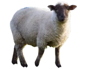 a white sheep standing on top of a field