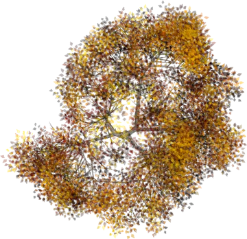 an image of a tree with yellow leaves