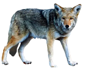 a gray wolf standing in front of a white background
