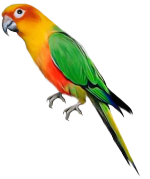 a colorful bird on a white background