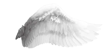 a black and white image of an angel wing