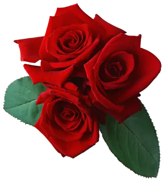 three red roses on a white background