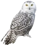 a snowy owl perched on a white background
