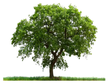 a tree on a white background