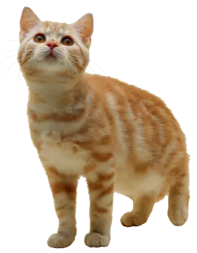 an orange and white cat