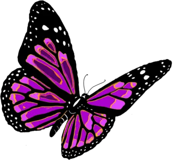 a purple butterfly on a white background