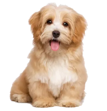 a small dog with its tongue sticking out