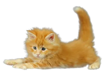 an orange kitten laying down on a white surface