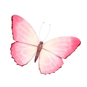 a pink butterfly on a white background