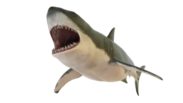 a great white shark with its mouth open