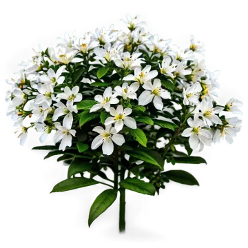 a bunch of white flowers