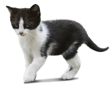 a black and white kitten walking on a white background