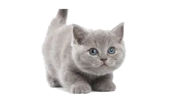 a gray kitten with blue eyes looking up