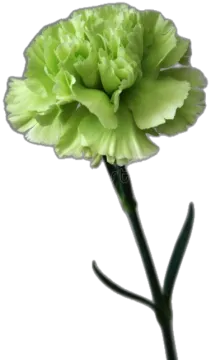 a green flower on a white background