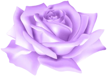 a purple rose on white background