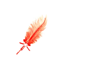 a feather on a white background