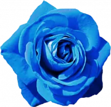 a blue rose on a white background