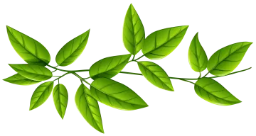 a branch with green leaves on it
