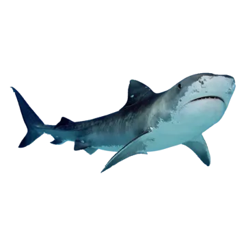 a great white shark swimming in the ocean