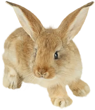 a small rabbit is sitting on the ground