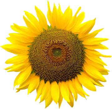 a yellow sunflower on a white background