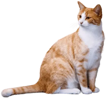 an orange and white cat sitting on a white surface