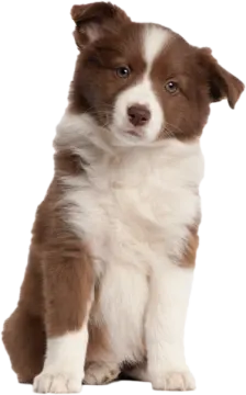 a brown and white puppy sitting on the ground