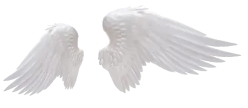 two white wings on a white background