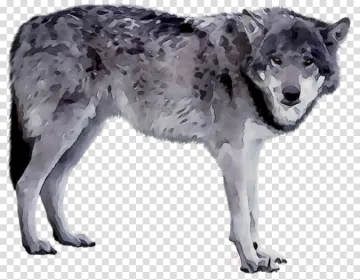 a wolf in watercolor on a transparent background
