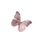 a pink butterfly on a white background