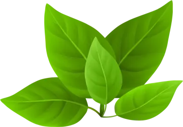 a green leaf on a white background