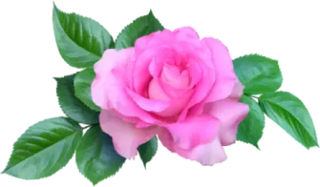 a pink rose on a white background