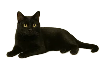 a black cat laying on the floor