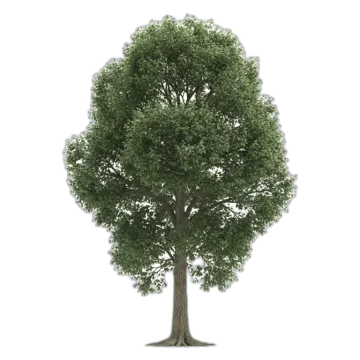 a tree on a white background