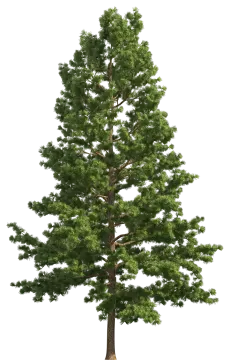 a pine tree on a white background