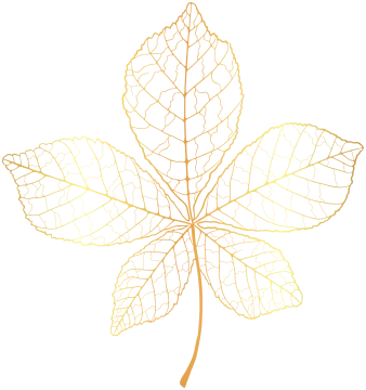 a drawing of a leaf