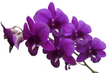 a purple flower on a white background