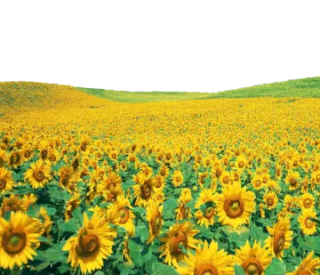 a field of sunflowers