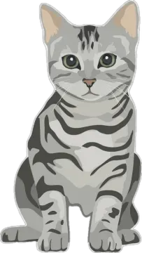a gray cat with green eyes sitting down