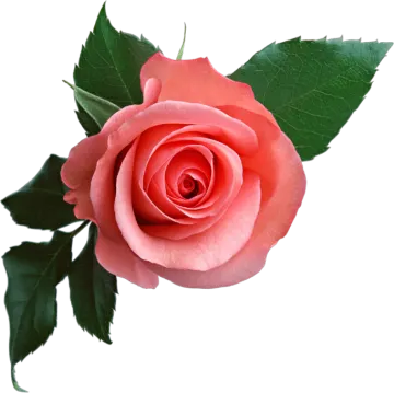 a single pink rose on a white background
