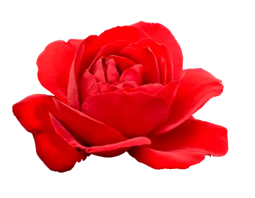 a single red rose on a white background